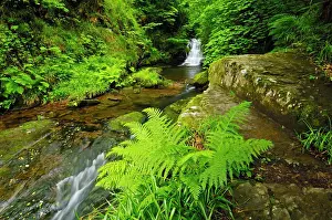 Fern Prints: England, Devon, Lynmouth. Waterfall on Hoaroak Water at Watersmeet on Exmoor near Lynmouth