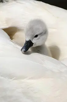 Sits Prints: England, Dorset, Abbotsbury. Mute Swan (Cygnus Olor) cygnet on mother's back at Abbotsbury Swannery