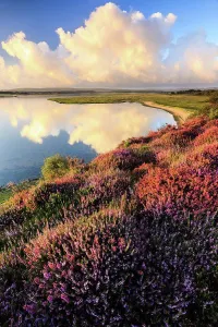 Vista Prints: England, Dorset, Arne. Heather at the RSPB nature reserve at Arne near Wareham
