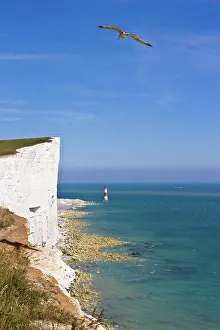 Coast Prints: England, East Sussex, Eastbourne. Beachy Head Cliffs and lighthouse with seagull