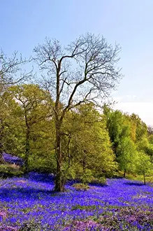 The Natural World Prints: England, Essex, Basildon. Bluebells carpeting the ground in Langdon Hills Country Park