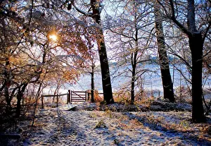 Heavy Prints: England, Essex, Brentwood. Heavy snowfall in a woodland