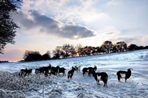 Southern Prints: England, Essex, Brentwood. A herd of wild goats in a snow covered field