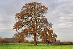 Heart Prints: England, Gloucestershire, Apperley