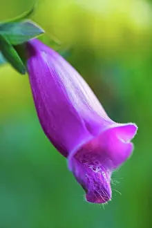 Toxic Prints: England, Gloucestershire, Cinderford. Single Foxglove flower