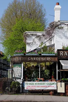 Florist Prints: England, London, Kensington. C Rassells Garden Centre in Earls Court Rd
