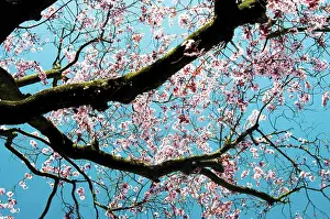 Blossoms Prints: England, London, Lamas Park. Blossoms on a tree in Lamas Park