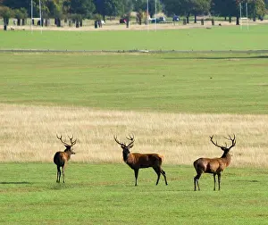 Capital Prints: England, London, Richmond Park