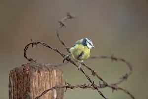 Wire Prints: England, Norfolk, Blue Tit (Parus caeruleus) perching on barbed wire in woodland setting
