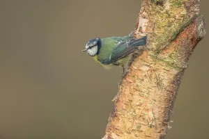 Perch Prints: England, Norfolk, Blue Tit (Parus caeruleus) perching on tree in woodland setting