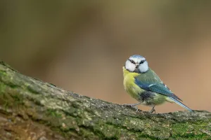 Perch Prints: England, Norfolk, Blue Tit (Parus caeruleus) perching on tree in woodland setting