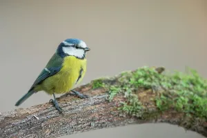 Perch Prints: England, Norfolk, Blue Tit (Parus caeruleus) perching on tree in woodland setting