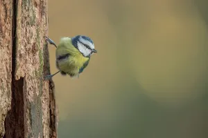 Perch Prints: England, Norfolk, Blue Tit (Parus caeruleus) perching on tree in woodland setting