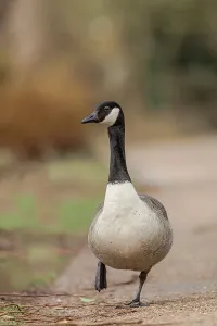 Riverbank Prints: England, Norfolk, Canadian Goose (Branta canadensis) walking alongside river