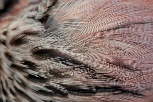 Animal Body Part Prints: England, Norfolk, Eurasian Jay's (Garrulus glandarius) head feathers