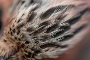 Animal Body Part Prints: England, Norfolk, Eurasian Jay's (Garrulus glandarius) head feathers