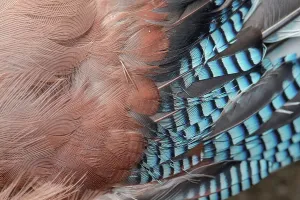 Animal Body Part Prints: England, Norfolk, Eurasian Jay's (Garrulus glandarius) wing feathers
