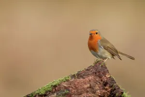 Perch Prints: England, Norfolk, European Robin (Erithacus rubecula) perching on tree