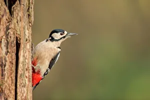 Woodpecker Prints: England, Norfolk, GT Spotted Woodpecker (Dendrocopos major) on tree trunk
