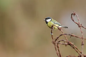 Perch Prints: England, Norfolk, GT Tit (Parus Major) perching on barbed wire