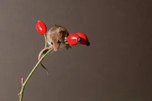 England, Norfolk, Harvest Mouse (Micromys minutus) on rosehip berries