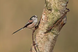Birch Tree Prints: England, Norfolk, Long Tailed Tit (Aegithalos caudatus) on silver birch truck