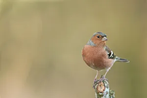 Perch Prints: England, Norfolk, Male Chaffinch (Fringilla coelebs) perching on tree