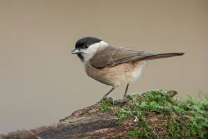 Perch Prints: England, Norfolk, Marsh Tit (Poecile palustris) perching on branch
