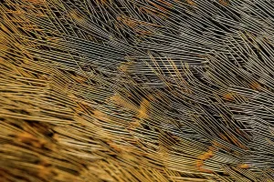 Pheasant Prints: England, Norfolk, Pheasant (Chrysolophus pictus) feathers