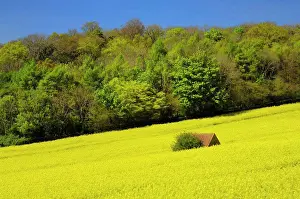 Somerset Prints: England, North Somerset, Wrington