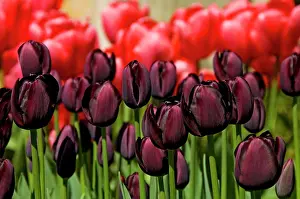 Tulips Prints: England, North Yorkshire, York. Red and dark purple tulips growing in a garden