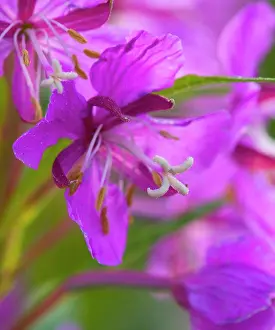 Colourful Prints: England, Northumberland, Blanchland