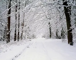 Weather Prints: England, Somerset, Wrington. Snow in the woodlands at Wrington Warren
