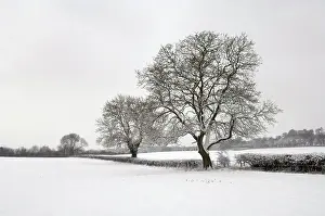 January Prints: England, Somerset, Wrington. Trees in the countryside after overnight snow