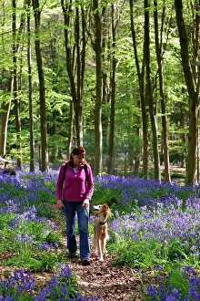 Bluebell Prints: England, Wiltshire, near Marlborough