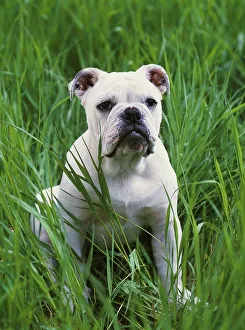 Working Dogs Prints: English Bulldog, AKC, five-month-old Axle owned by Tina and Chris Boren of Wasilla