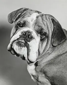 Curiosity Prints: English Bulldog with its head tilted
