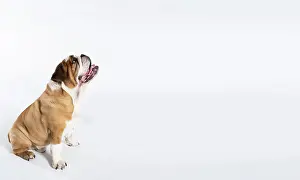 Heavy Prints: An English Bulldog is sitting with its mouth open and is isolated on white
