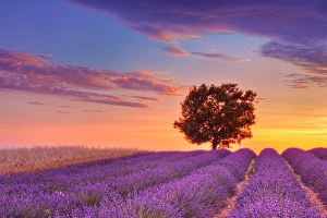 Radius Images Prints: English Lavender Field with Tree at Sunset