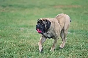 Canine Prints: An English mastiff carrying a red ball on a grassy field