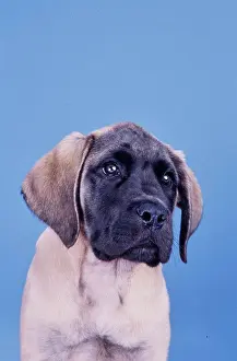 Pure Breed Prints: An English mastiff puppy dog on a blue background
