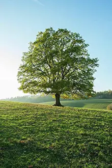 Evening Atmosphere Prints: English oak (Quercus robur), Solitaerbaum, Thuringia, Germany, Europe