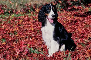 Pure Breed Prints: An English springer spaniel sitting in a patch of red and orange leaves