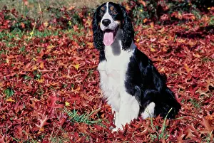 Breed Prints: An English springer spaniel sitting in a patch of red and orange leaves