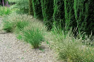 Afrasia Prints: English yew hedge and melic grass on a garden path side