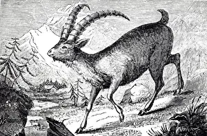 Alps Prints: Engraving depicting an alpine ibex