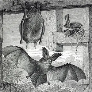 Characteristic Prints: An engraving depicting Brown long-eared bats