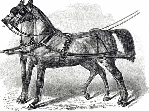 Parisian Prints: An engraving depicting carriage horses used for drawing Parisian barouches