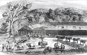 Depicting Prints: Engraving depicting the cultivation of arrowroot on the estate of Messrs Raw and Faggitt