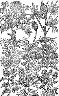 17th Prints: Engraving depicting Norwegian angelica
